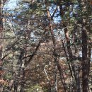 숲실산방 이미지