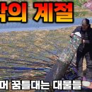 대구 늪지대 부어 이미지