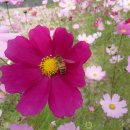 코스모스장 이미지