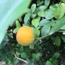 추억농장 이미지