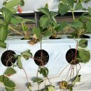 하동군농업기술센터 | 하동 딸기하우스 농사 보식용 딸기묘 지원신청 500주(하동농업기술센터)