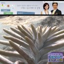 와송칼국수 Daum카페