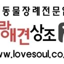 사랑애견 이미지