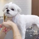 멜로우 그루밍 이미지