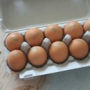 닭세상농장 이미지