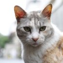 (주)휴벳 이미지