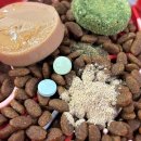 모두 | 강아지 간영양제 모두사메탑 후기, 간 수치 관리 위해 꾸준히 급여했어요