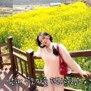 모두두모 | 남해 유채꽃 두모마을 파라다랑스 실시간 개화현황 꽃구경 여행 후기