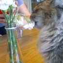 꽃냥이네 이미지