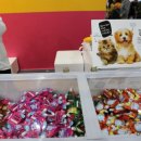 강아지천국 이미지