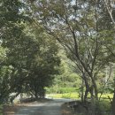 충남 논산 &#39; 연산 나그네 캠핑장 &#39; 애견동반가능 향기터 4번 사이트 후기