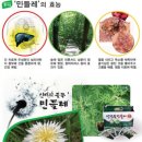 민들레 이미지