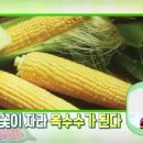 3강.알면더맛있는콩과옥수수_EBS초등4학년여름방학생활(2016년) 이미지