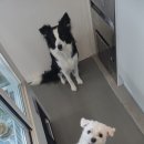 뽀뽀뽀하개 이미지