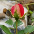 자미원농장 이미지