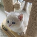 고양이가정분양 자체브리딩 니팅캣 | 골드먼치킨분양 직접 브리딩으로 자란 곳