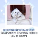강아지 켄넬 | 강아지 켄넬코프 걸린 보들이 감염증상 및 치료 후기