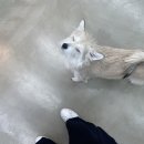 너구리 유격대 이미지