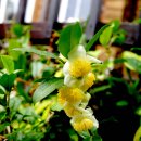 꽃, 이어라 이미지