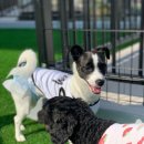 플레이멍 광주애견유치원&애견호텔 이미지