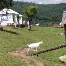 투데이목장 | 8월1일 생방송투데이 정선 태백여행 산양목장 솔직 tip