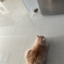 집사는 그저 사료 받침대일 뿐 이미지