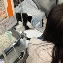 넬 동물의료센터 | 안양24시동물병원 평촌 넬 동물의료센터 강력추천 후기