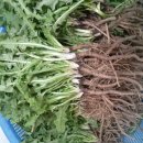 흰민들레농장 이미지