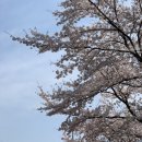 악양초등학교 | 🌸벚꽃여행은 하동십리벚꽃길로!🌸 1박2일 하동여행💞