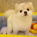 아지원 이미지