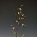 제주의 한란 이미지