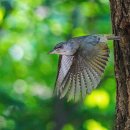 딱따구리 이미지