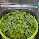 질경이수원 이미지