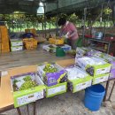 해풍농장 이미지