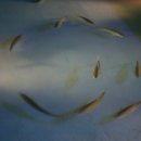 대포해송 이미지