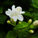 아모레플라워 이미지