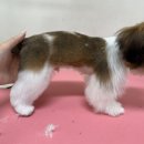 헬로퍼피1 이미지