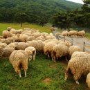 세상목장 이미지