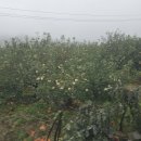 연태농장 이미지