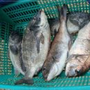 어심바다낚시터 이미지