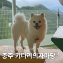 목벌길 | 충주 애견운동장 추천 키다리의자마당 비오는날 단독 대여 후기