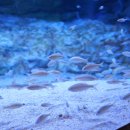 섬진강어류생태관 이미지