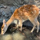 투어울릉