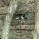 사라의 정원 이미지