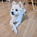 현대동물병원 | 강북구 동물병원 애견미용실 수유 현대종합동물병원 입질있는강아지미용 당뇨견상담