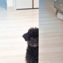 빙고네펫샵 이미지