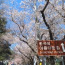 십리벚꽃길 이미지