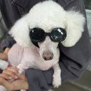 소래동물병원 | 소래동물병원, 푸들 노견 슬개골 수술 후기 및 병원 추천