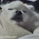 해밀동물의료센터 이미지