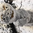 몸져누운 무즈 여기 있습니다 🫠 이미지